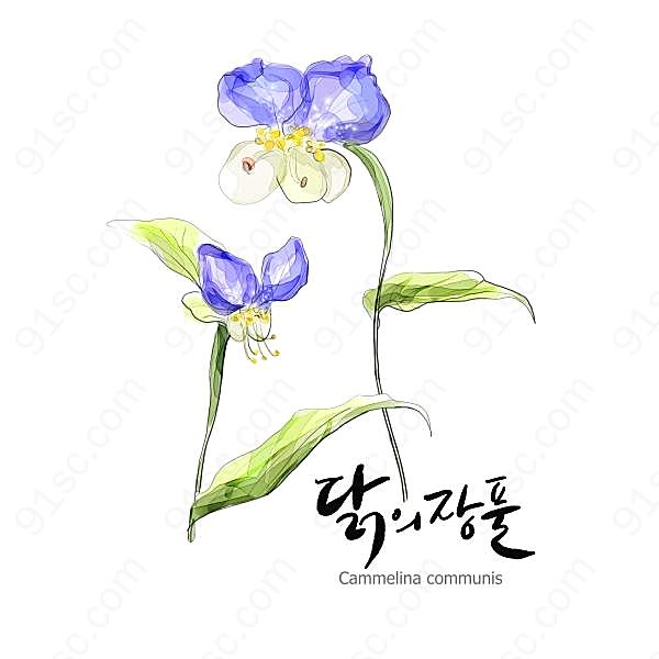 水彩花卉插画源文件花纹边框