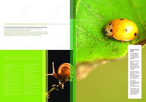 生物昆虫画册psd设计模板画册设计