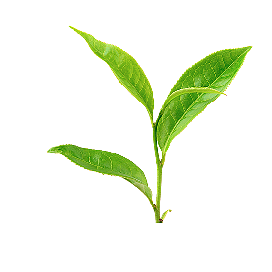植物叶子绿茶叶子png元素实物