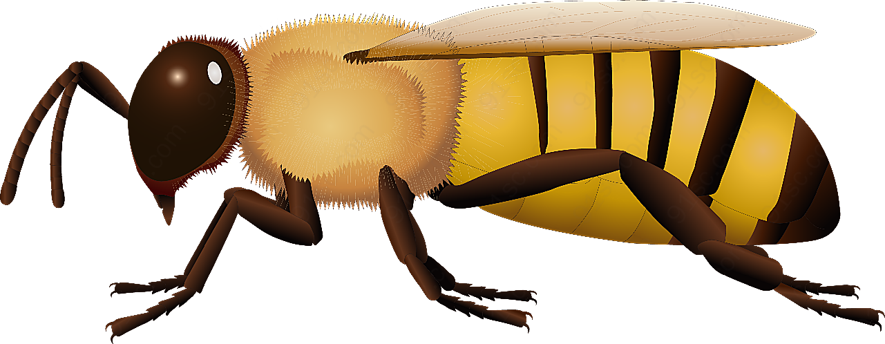 蜜蜂矢量图素材动物