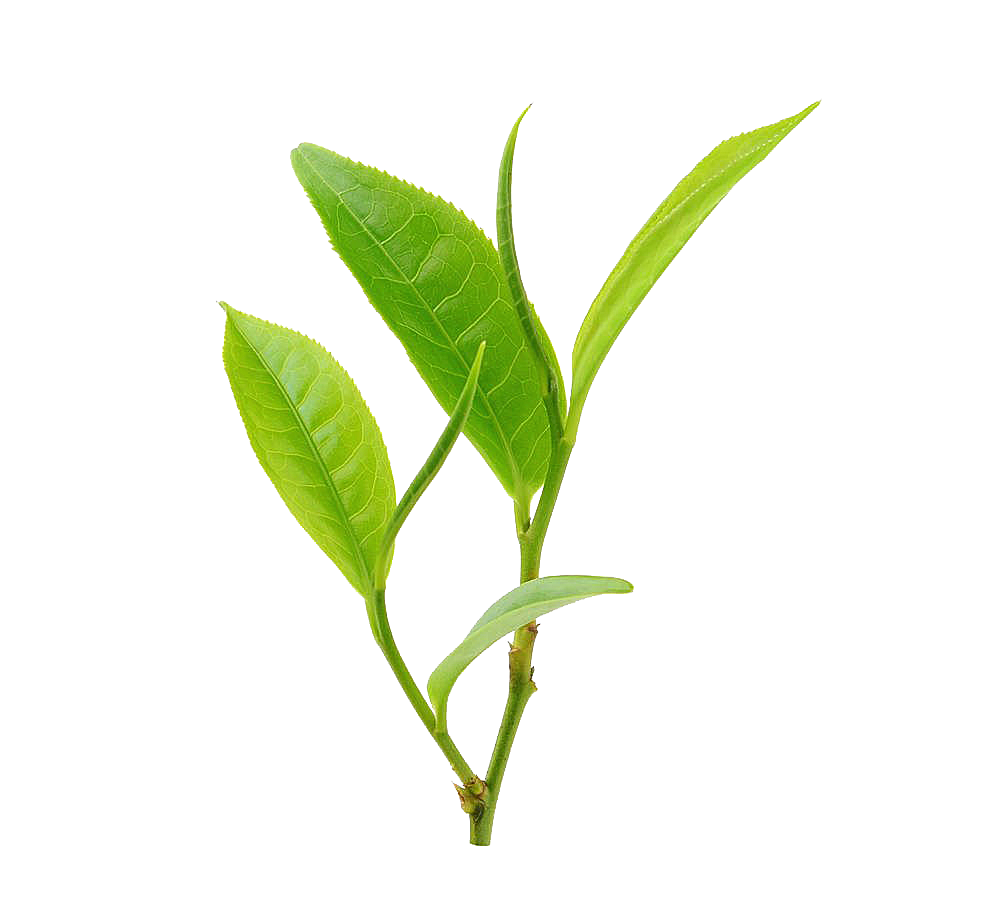 叶子茶叶绿茶叶png元素生物静物