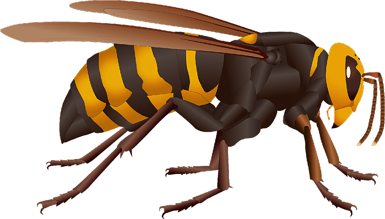 蜜蜂矢量图素材动物