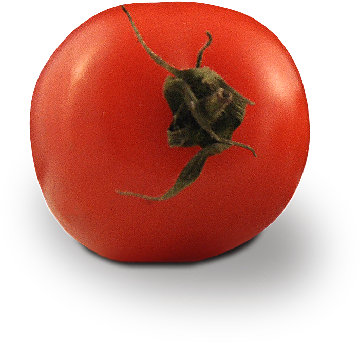 西红柿生物静物