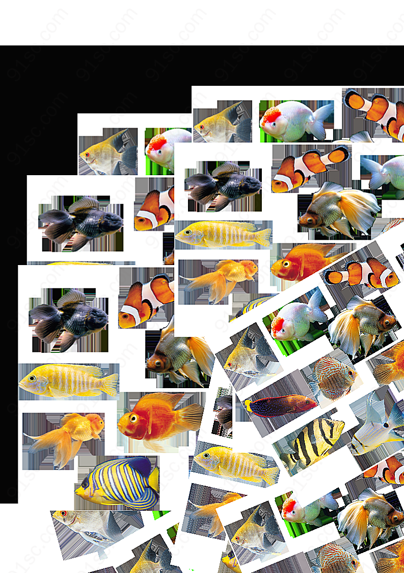 彩色鱼+海底鱼+鱼+海鱼设计元素