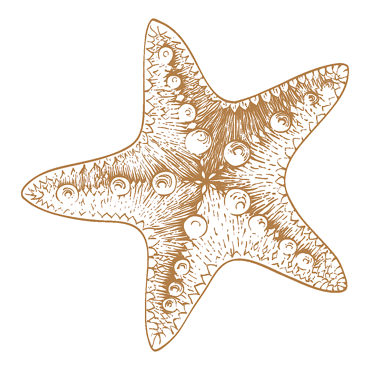 橘色海星图片素材动物实物