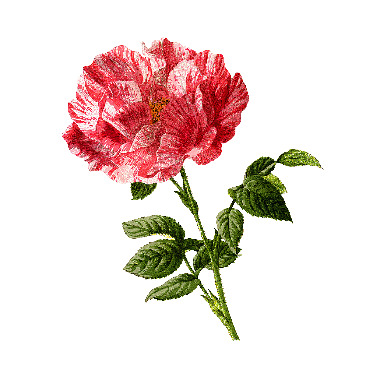 玫瑰花 酿酒 艺术花的自然植物 爱 盛开图案元素