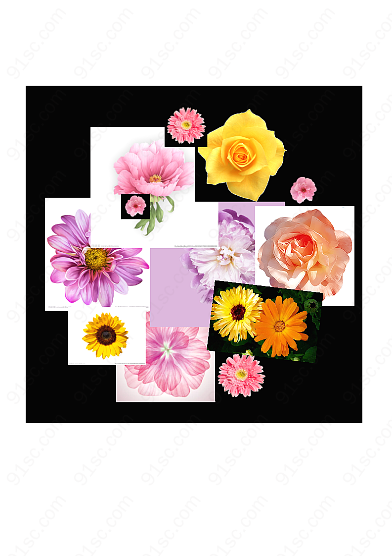 花花朵花瓣各种花图案效果元素