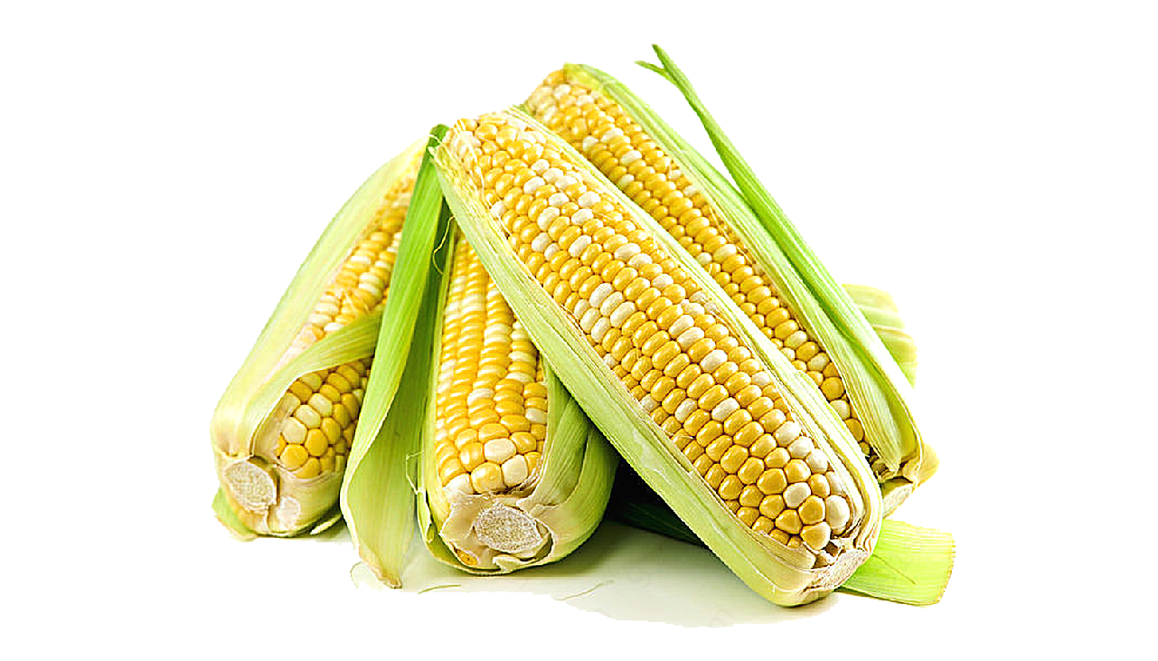 新鲜玉米棒png元素生物静物