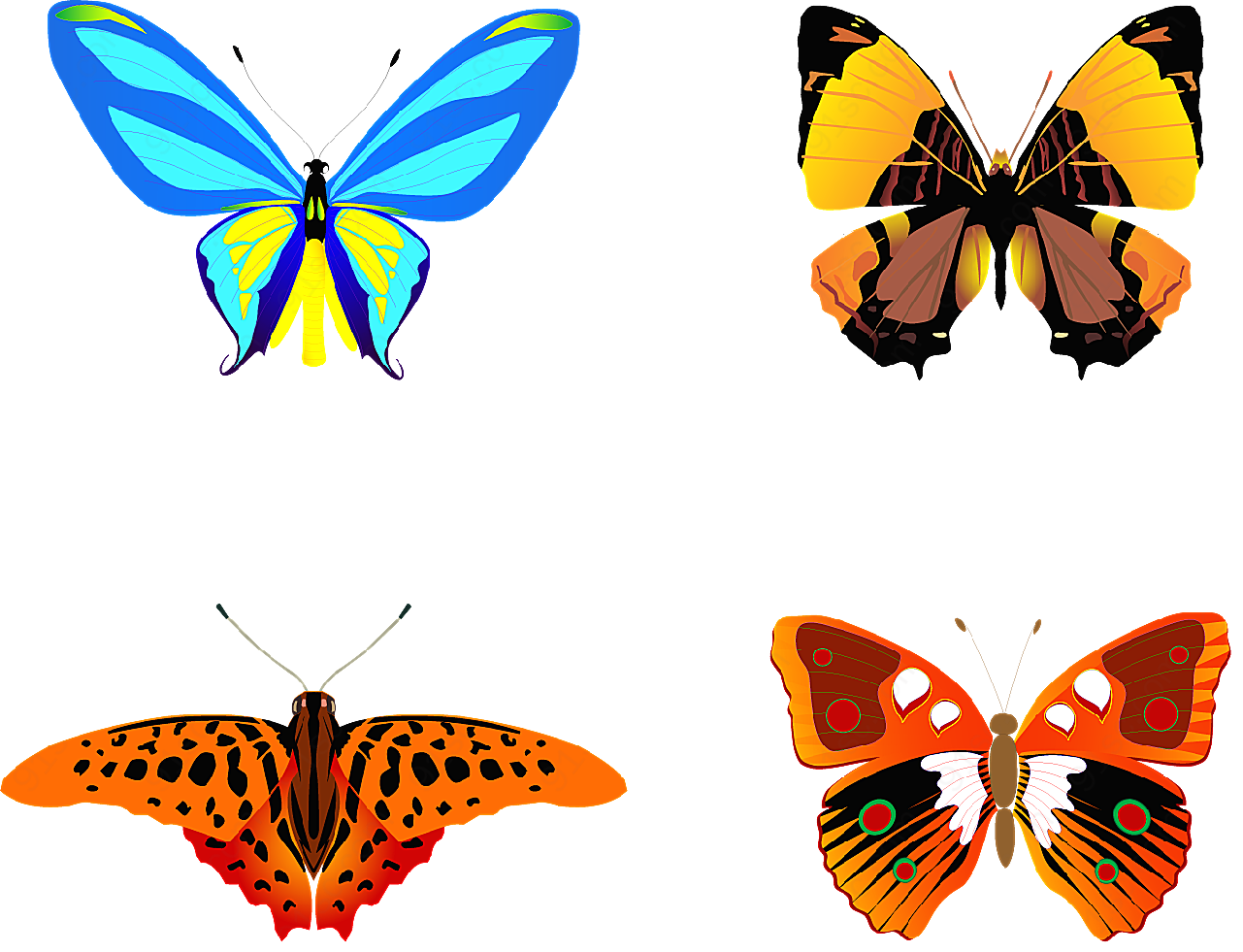 蝴蝶矢量素材动物