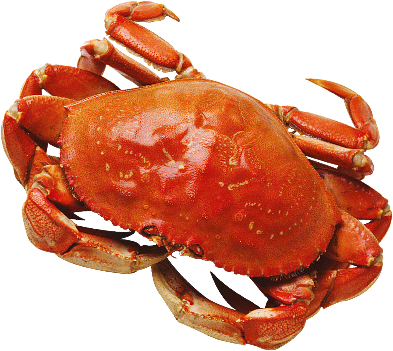 大闸蟹 螃蟹美食 素材中秋节元素