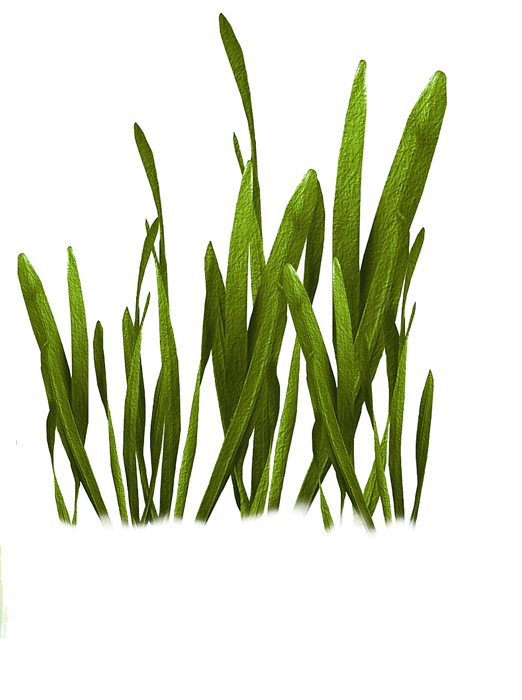 海底植物水草叶子png元素图设计生物产品