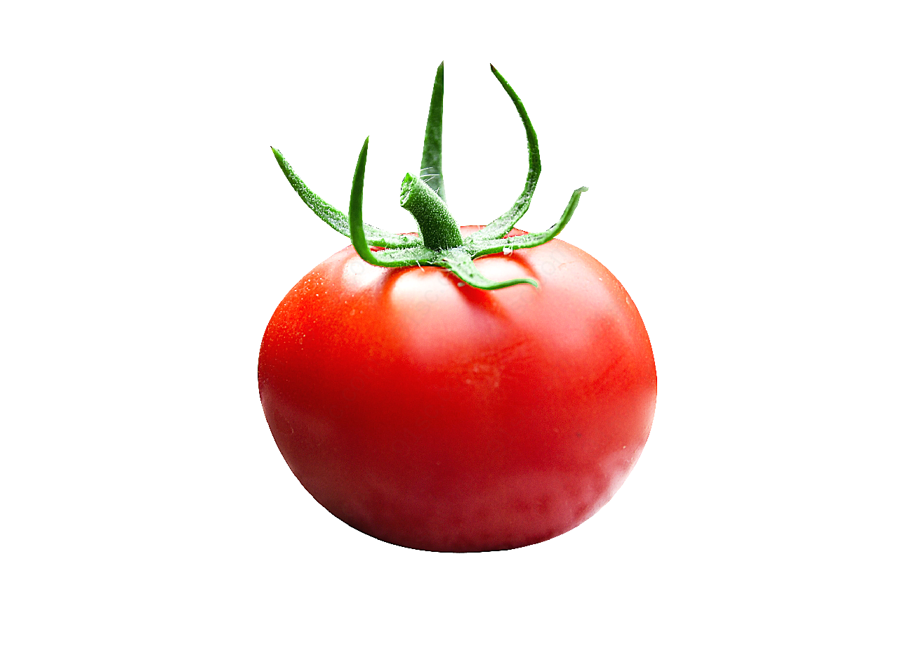 番茄生物静物