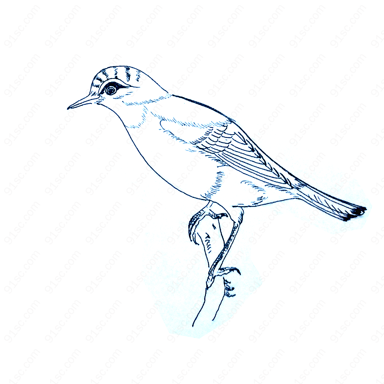 各姿态小鸟手绘线描元素手绘卡通