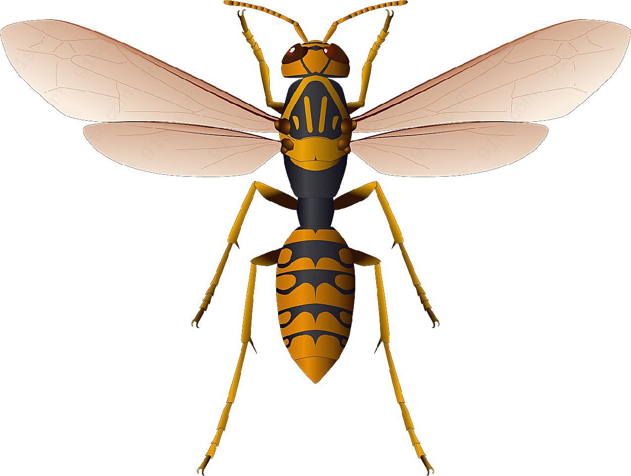 蜜蜂矢量图素材生物