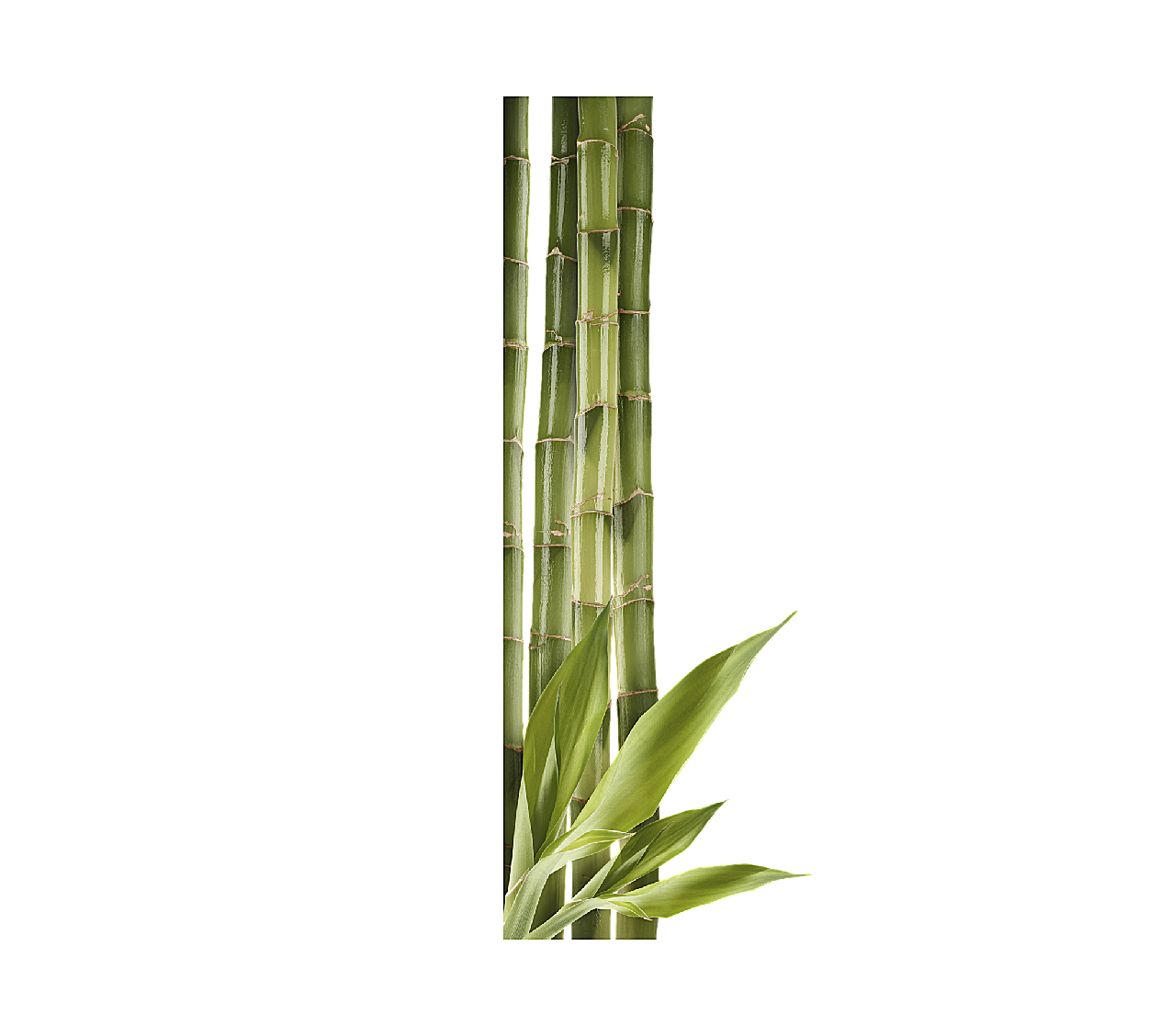 竹子png元素生物