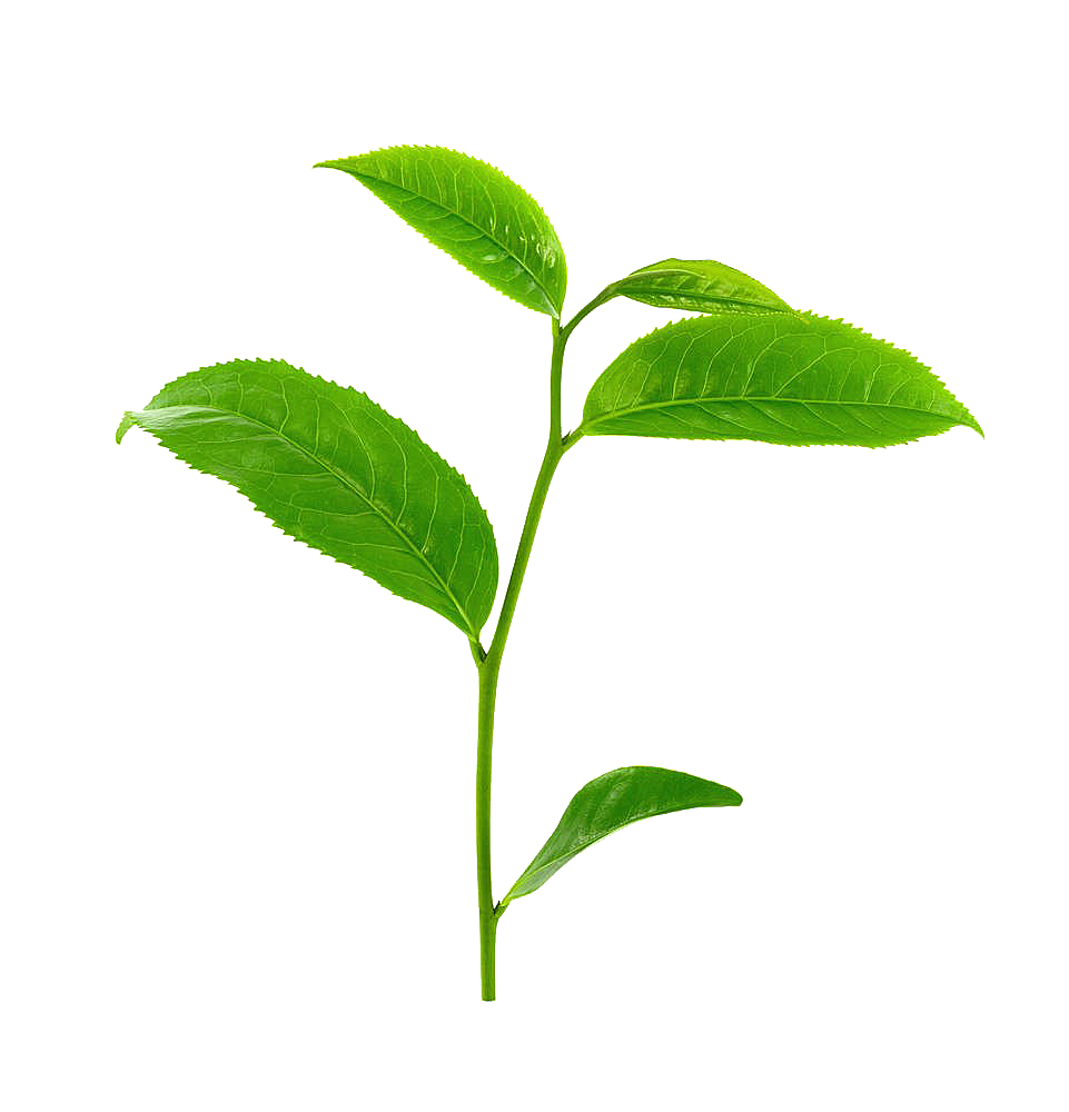 各种形状的绿茶叶子png元素实物