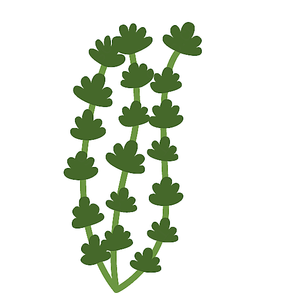 植物叶子卡通飘动的水草叶png元素生物静物生物静物