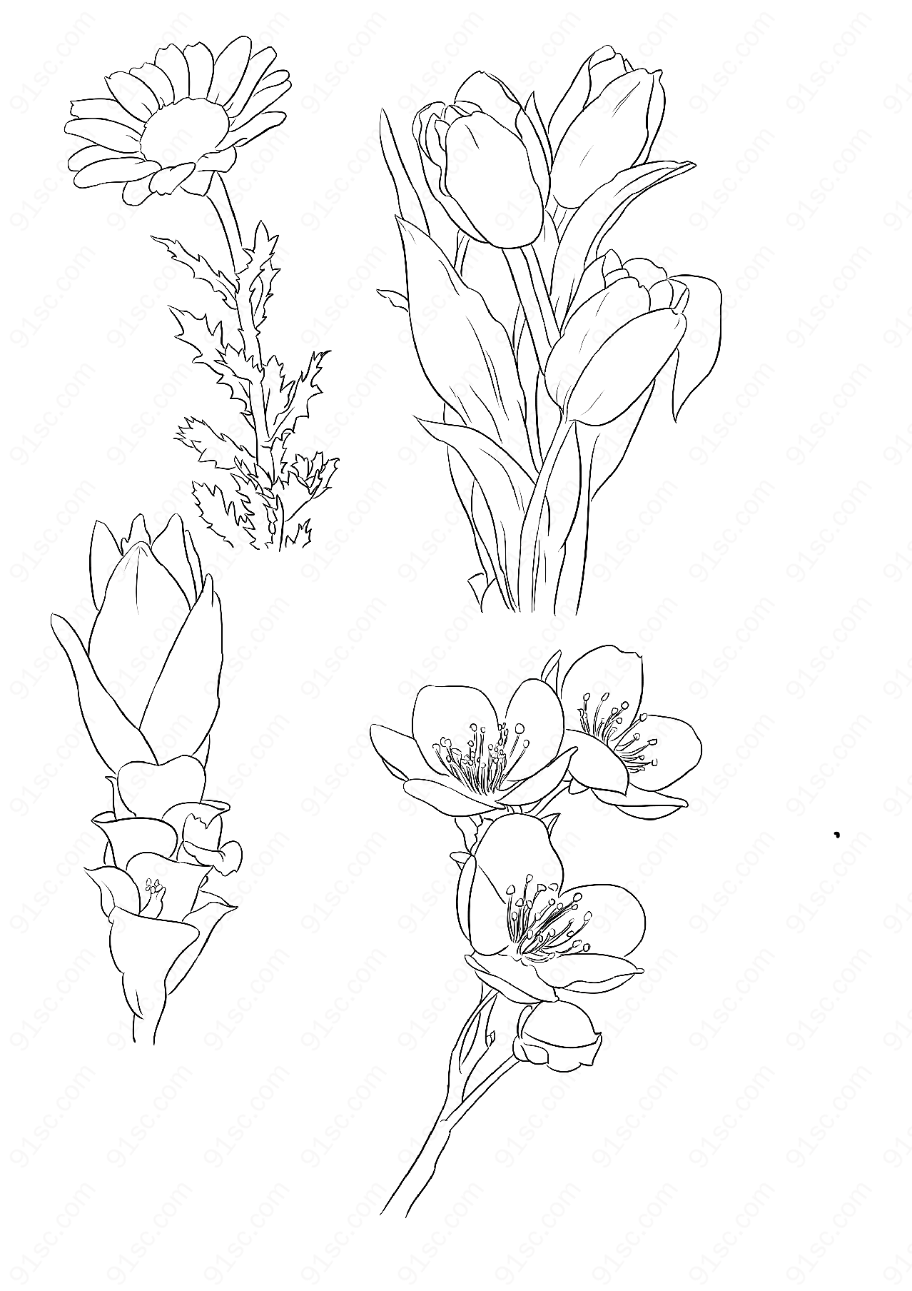 植物花卉手绘纹理边框