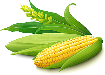 玉米效果元素