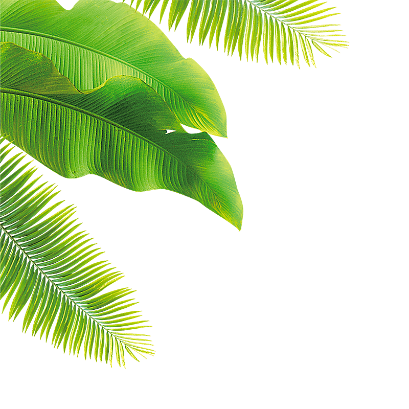 质感椰子树叶png素材图设计实物
