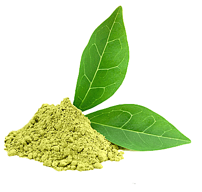 晒干的绿茶叶子png元素生物