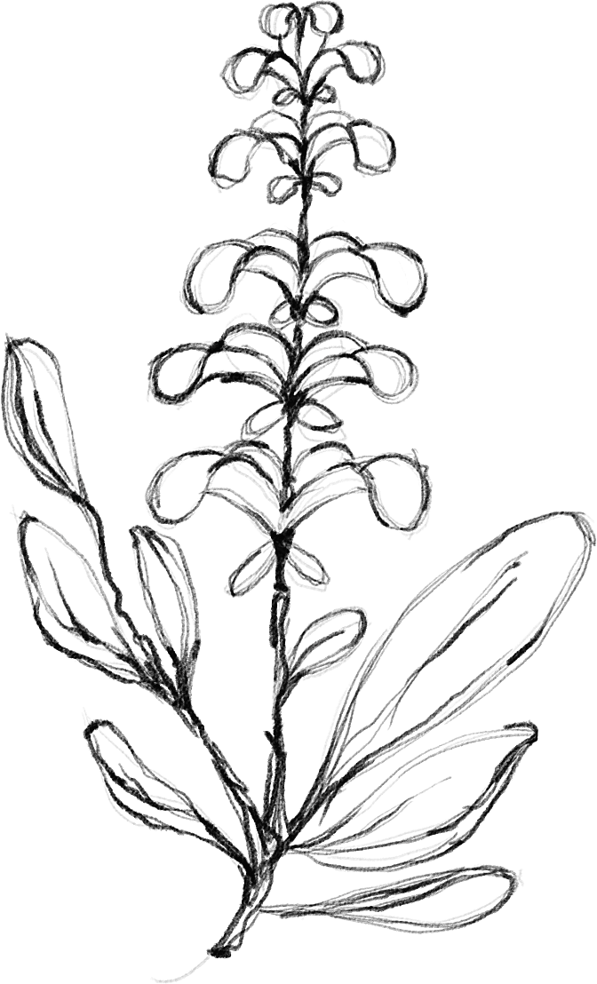 花朵矢量图免扣设计