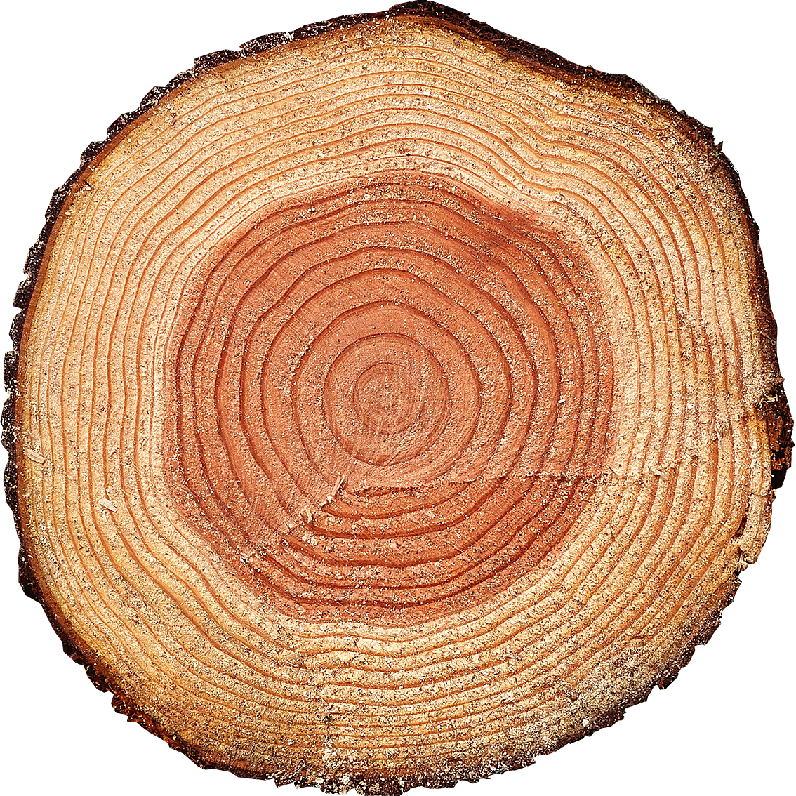 木桩年轮树木木头切割面免扣素材静物设计