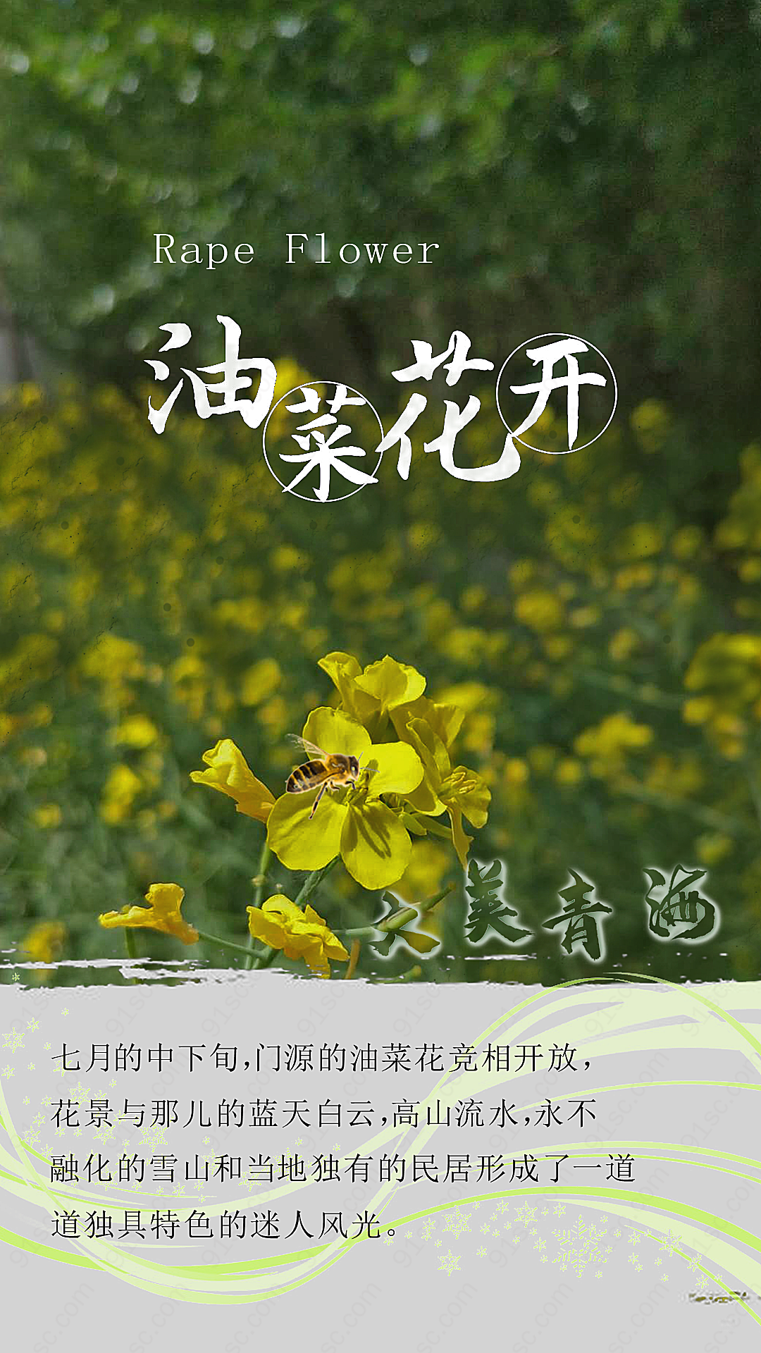 青海油菜花中文艺术字