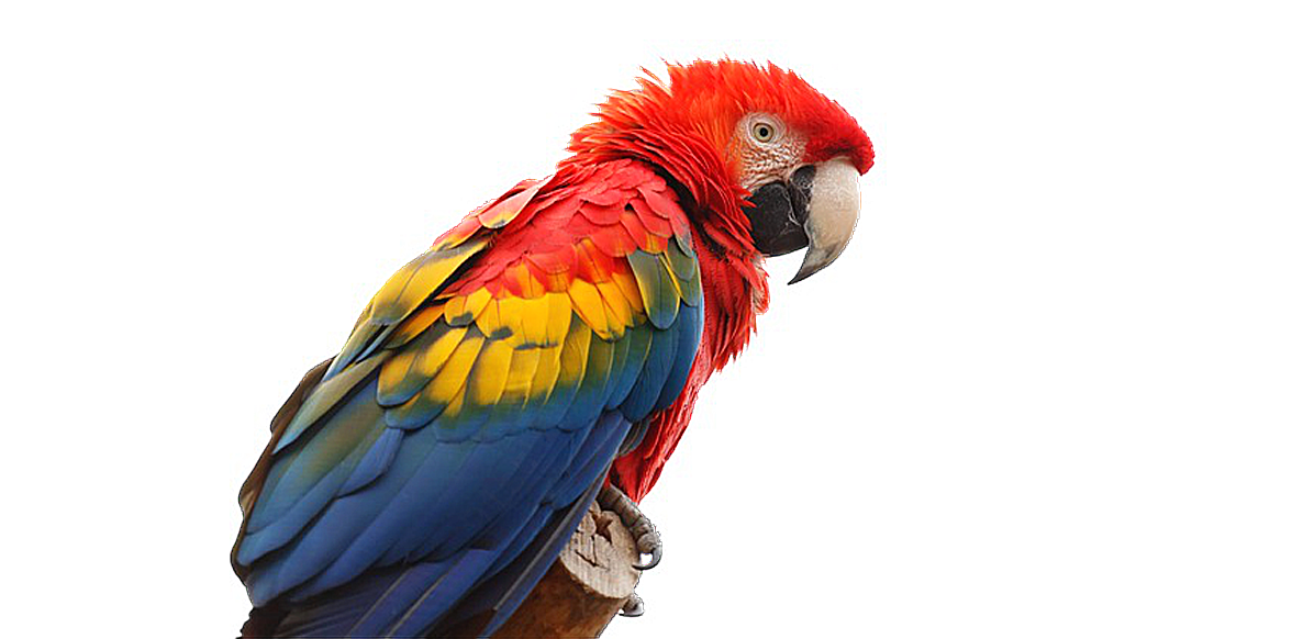 红色彩色鹦鹉实景png元素生物静物设计
