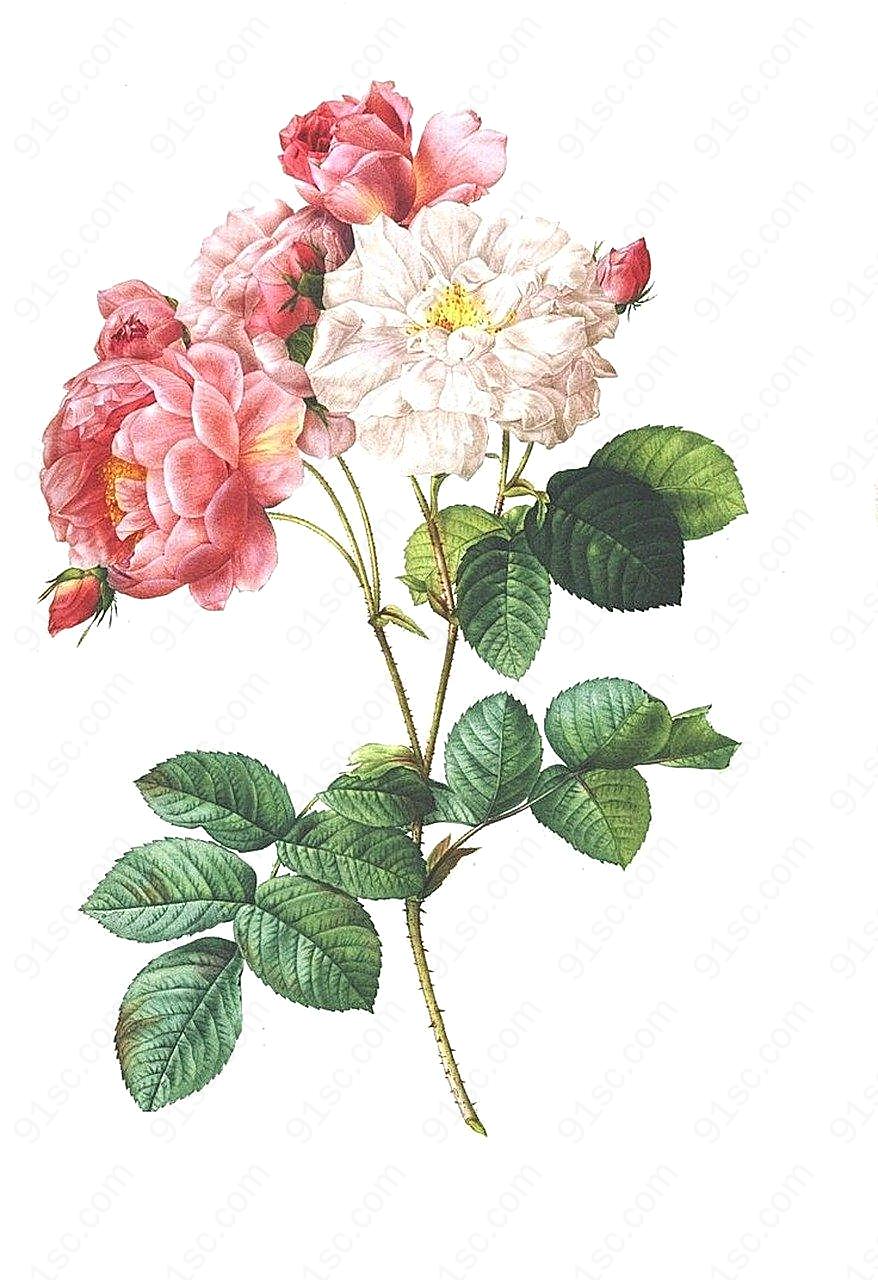 玫瑰酿酒花花的古董植物浪漫图案